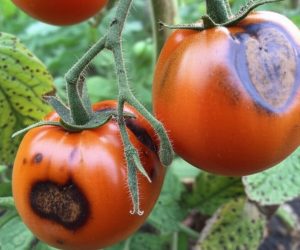 Only this is how you save tomatoes in front of the potato plague. Intense spraying will protect plants and their fruits. Homemade spraying for tomatoes