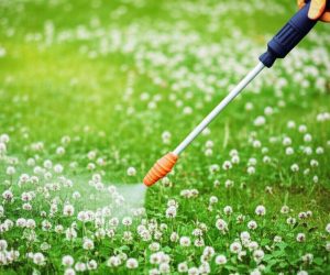 Quickly pour on the lawn and you will get rid of clover. The grass will be clean as on the pitch. Homemade spraying for clover on the lawn