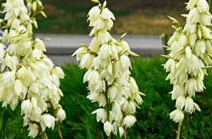 A friend from the garden store revealed what she was adding to Juka at work. Thanks to this, Yuk blooms throughout the season! Ecological fertilizer for yucca, which works better than coffee coffee grounds
