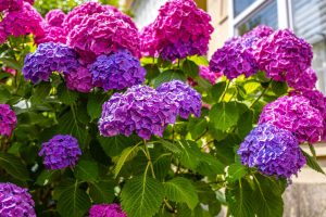 You haven't heard of such a fertilizer for hydrangea! The lady from Castorama told me to water hydrangeas throughout June and July. So lush has never flourished, and the neighbors ask me about my secret. Hydress fertilizer