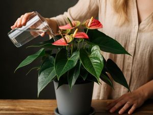 Potted flowers, a florist, told me a recipe for a homemade nutrient for Anturium. Soak it in this ip ...