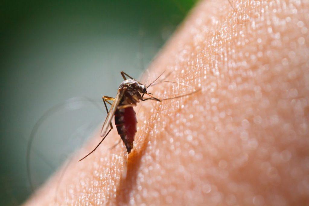 What more mosquitoes are gel more often?