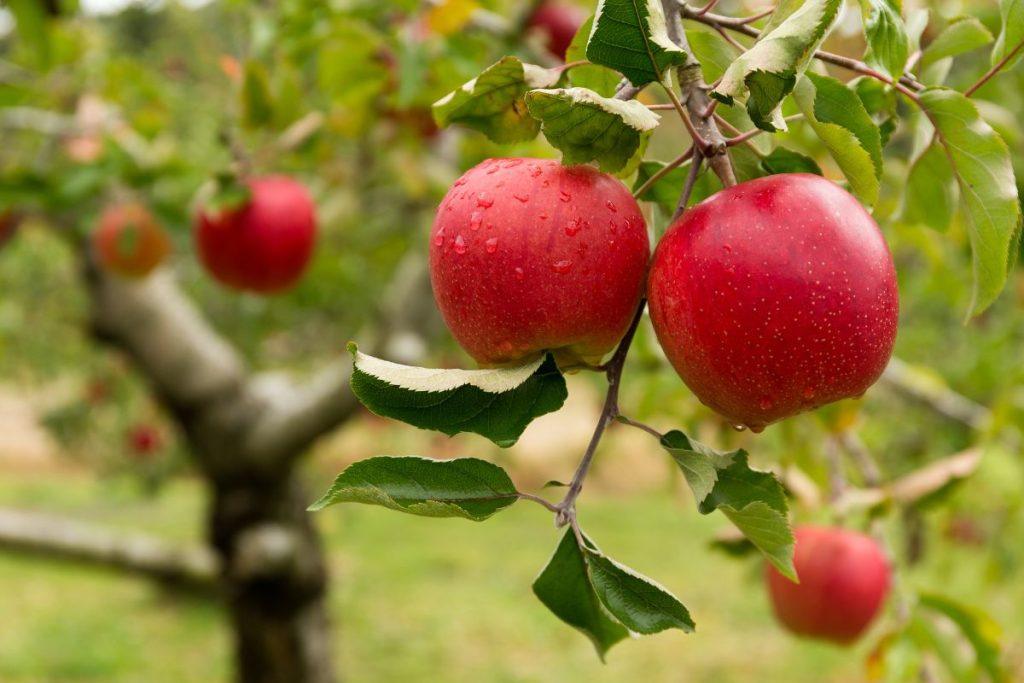 Why June is it necessary to spray apple trees from pests?
