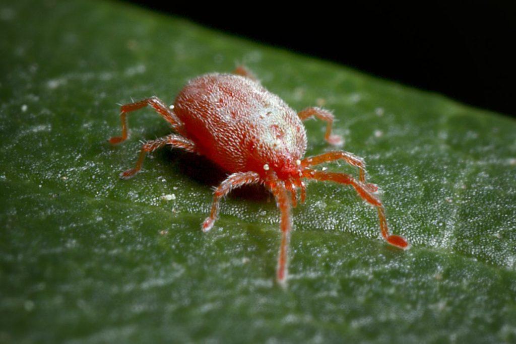 Why are spider ticks hard to notice?