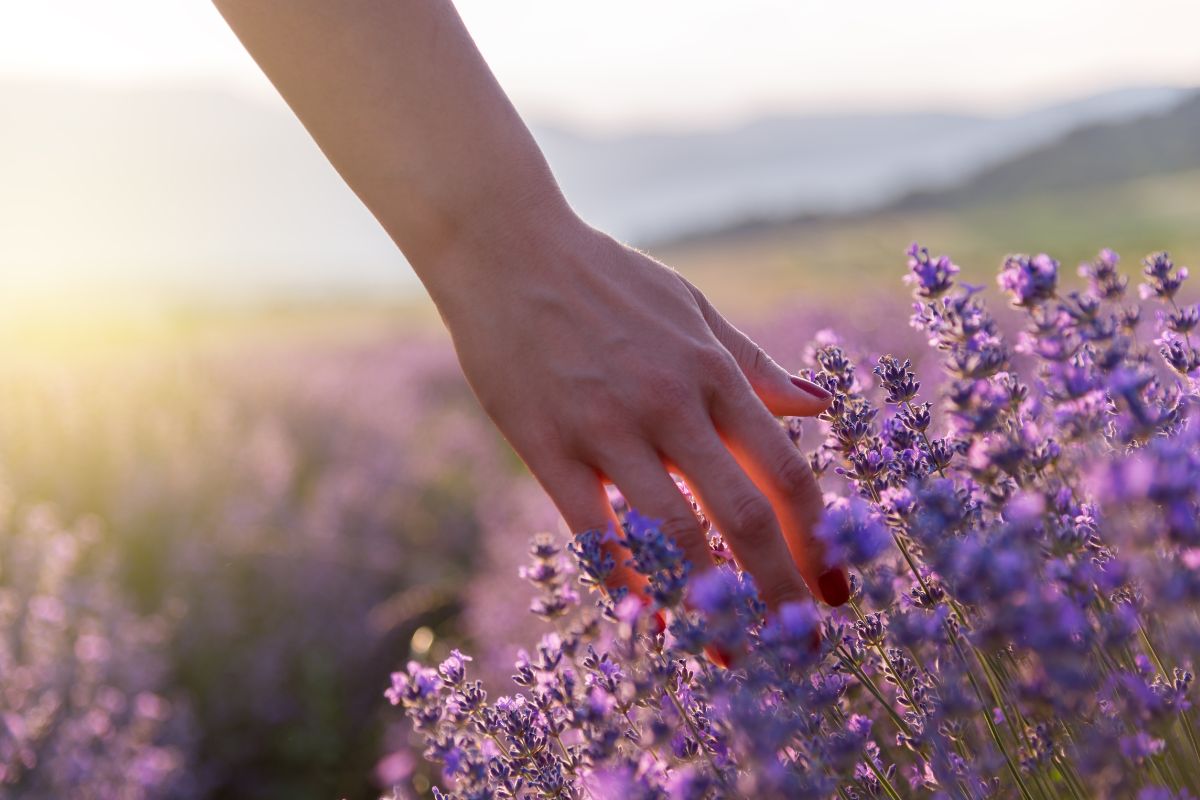 Dry lavender at the base: causes and remedies