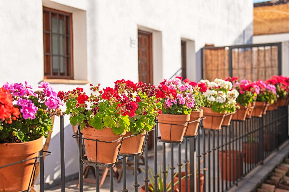 geranium disease
