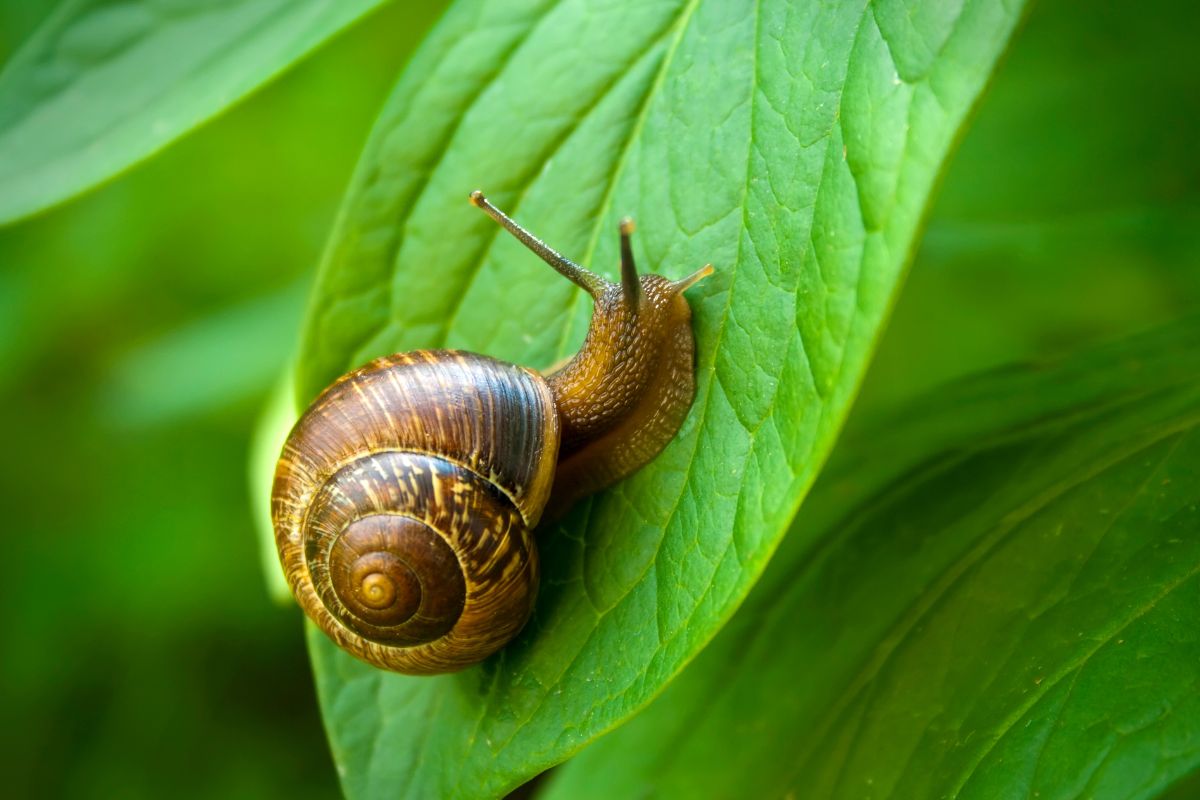 Avoid snails without poisons