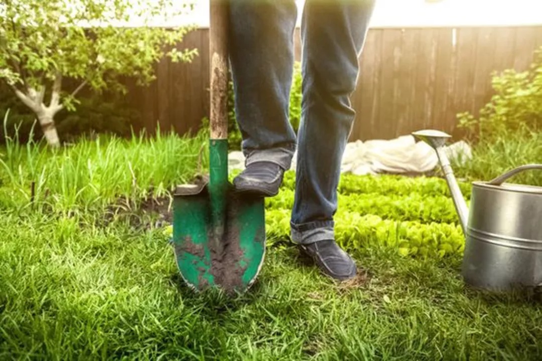 How to get rid of slugs in the garden?