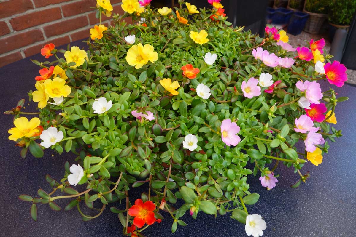 June blooms: these varieties color your garden until September