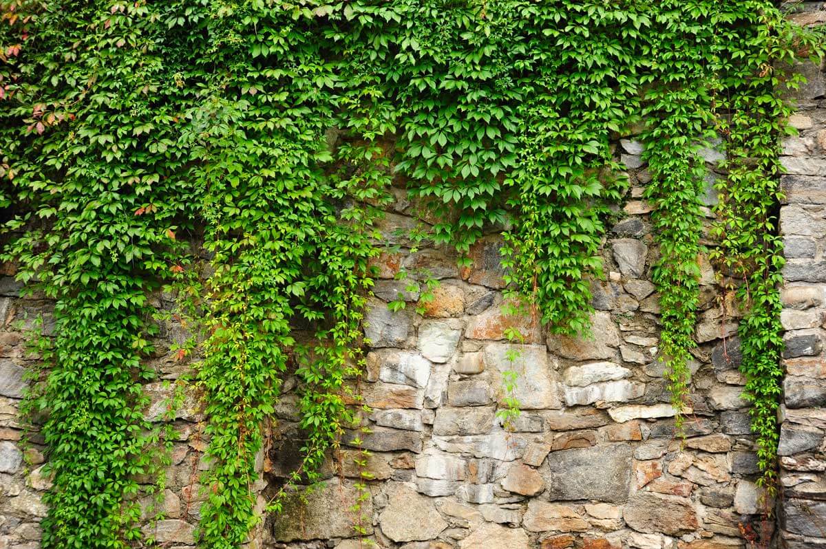 The best plants for climbing hedges