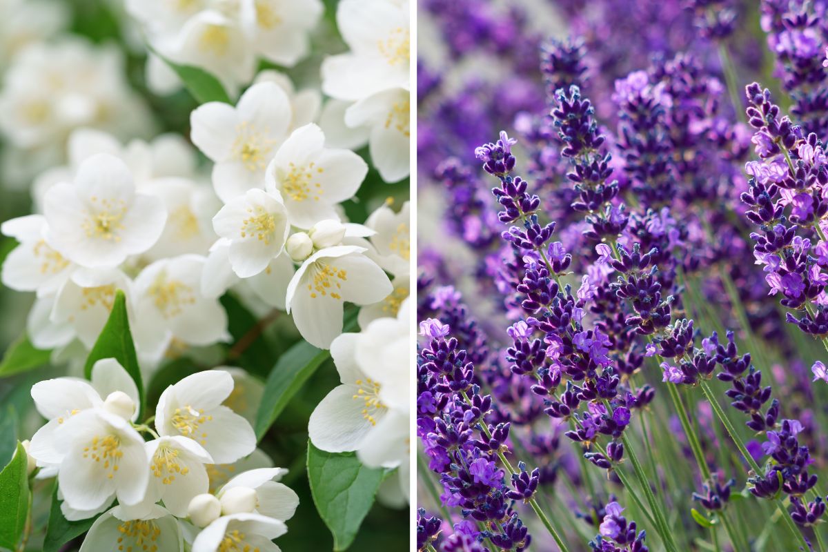 Eliminate smells with fragrant plants