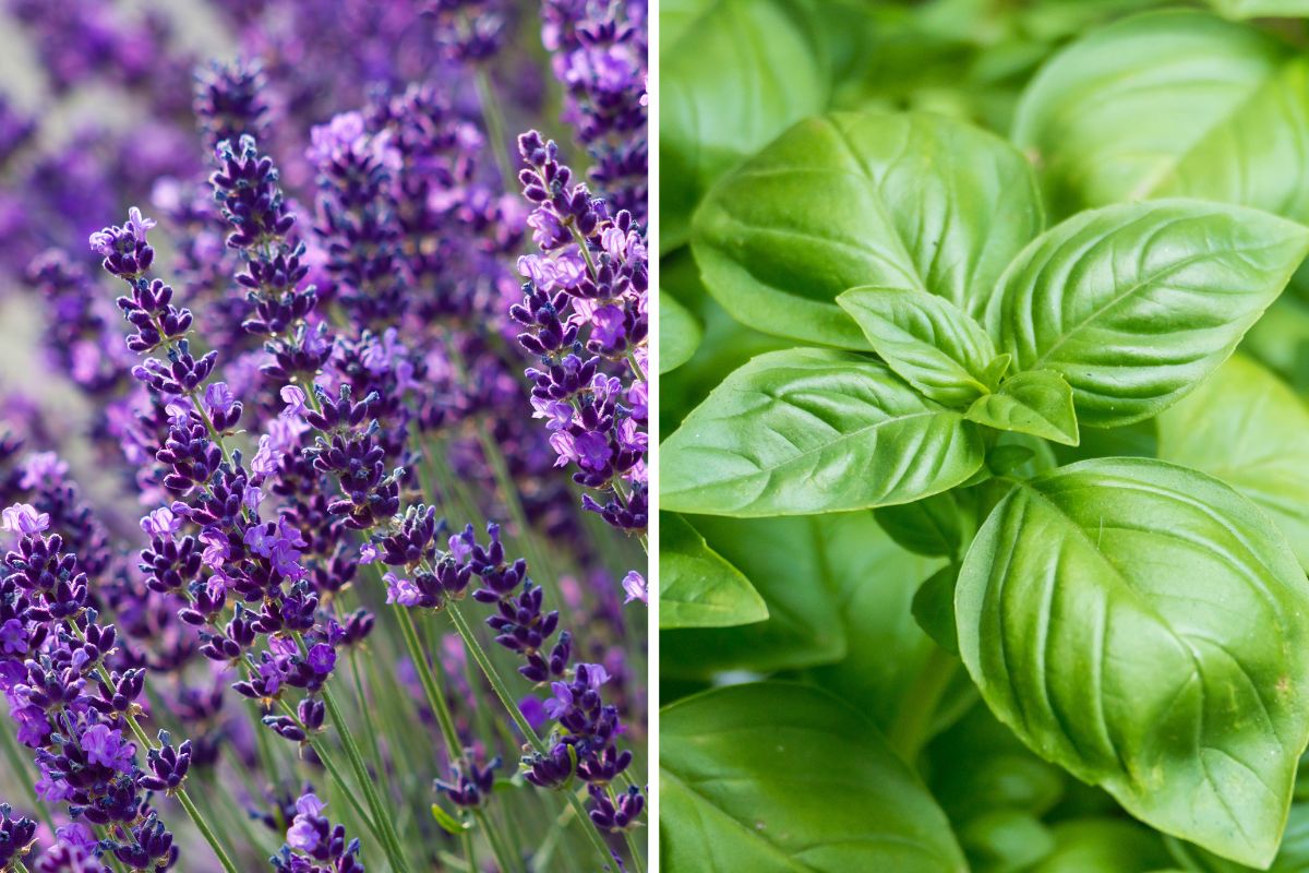 Perfumed plants that eliminate smells
