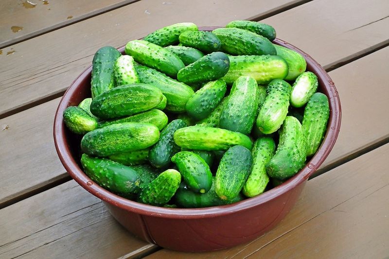 How to water cucumbers? Photo. Pixabay