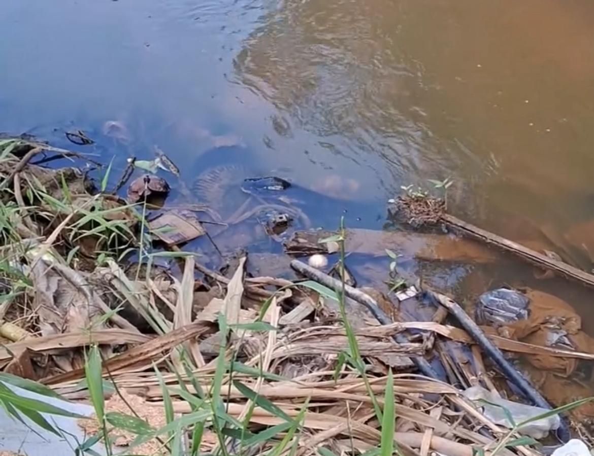 Electric fish is caught in the stream in Acre and video viralizes for similarity with snake
