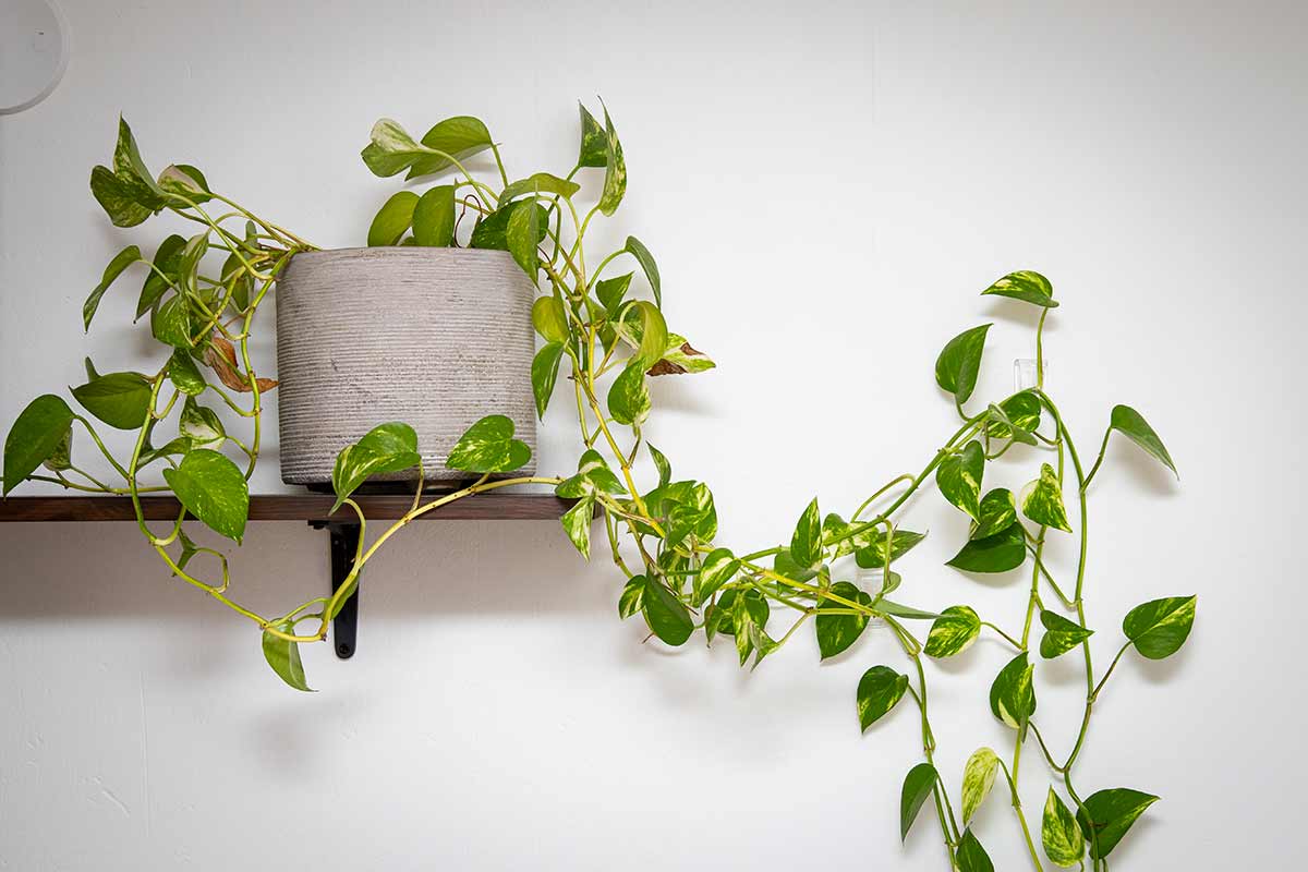 Pothos: like when he returned