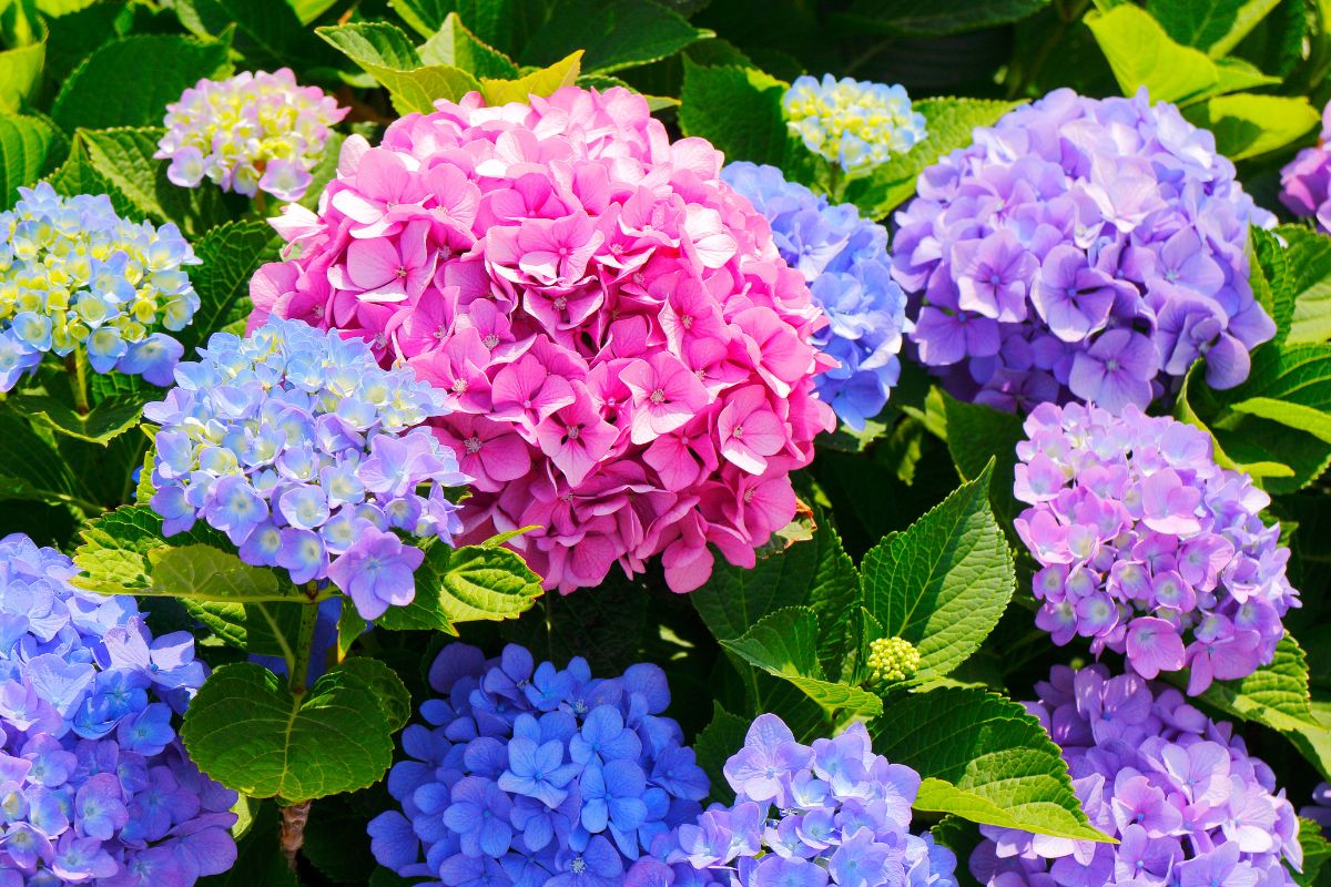 egg shells to strengthen hydrangeas
