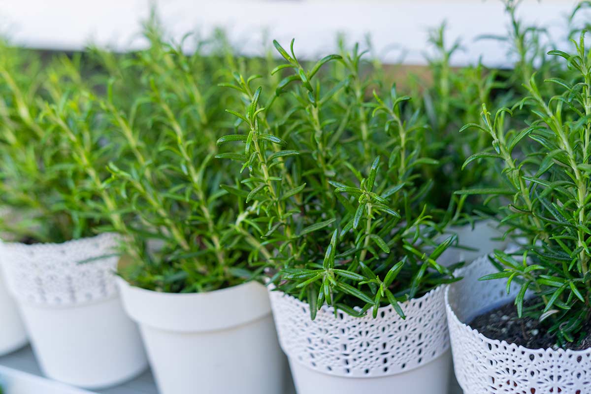 Rosemary with yellowed leaves: causes and remedies