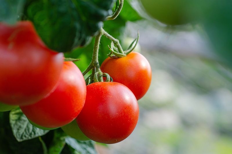 Can tomatoes be grown without watering?, Photo: Pixabay
