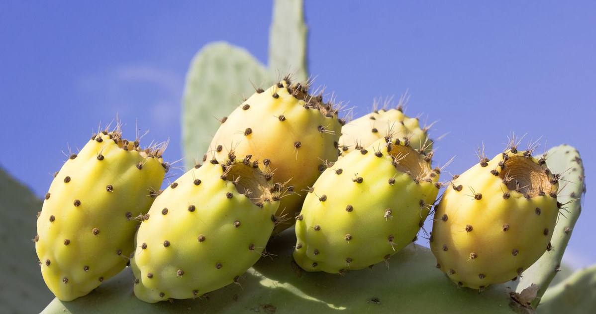 Cold -pressed figure oil is, among others, a real wealth of vitamin E, also known as "youth vitamin". /123RF/PICSEL