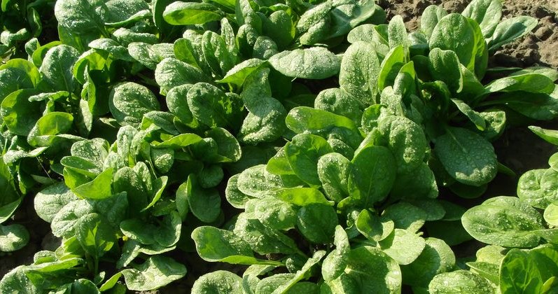 Spinach sowed in the summer, can be ready for harvest in September /123RF /PICSEL