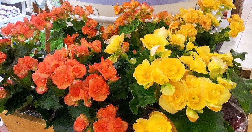 Thanks to the homemade conditioner, the begonia will bloom for a long time