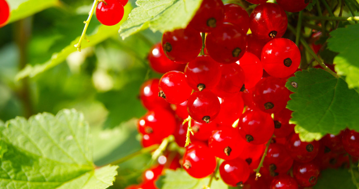 Currants should be not only fertilized, but also regularly watered, trimmed and mulched /123RF /PICSEL
