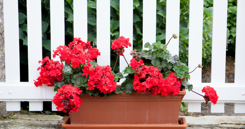 Practice geranium