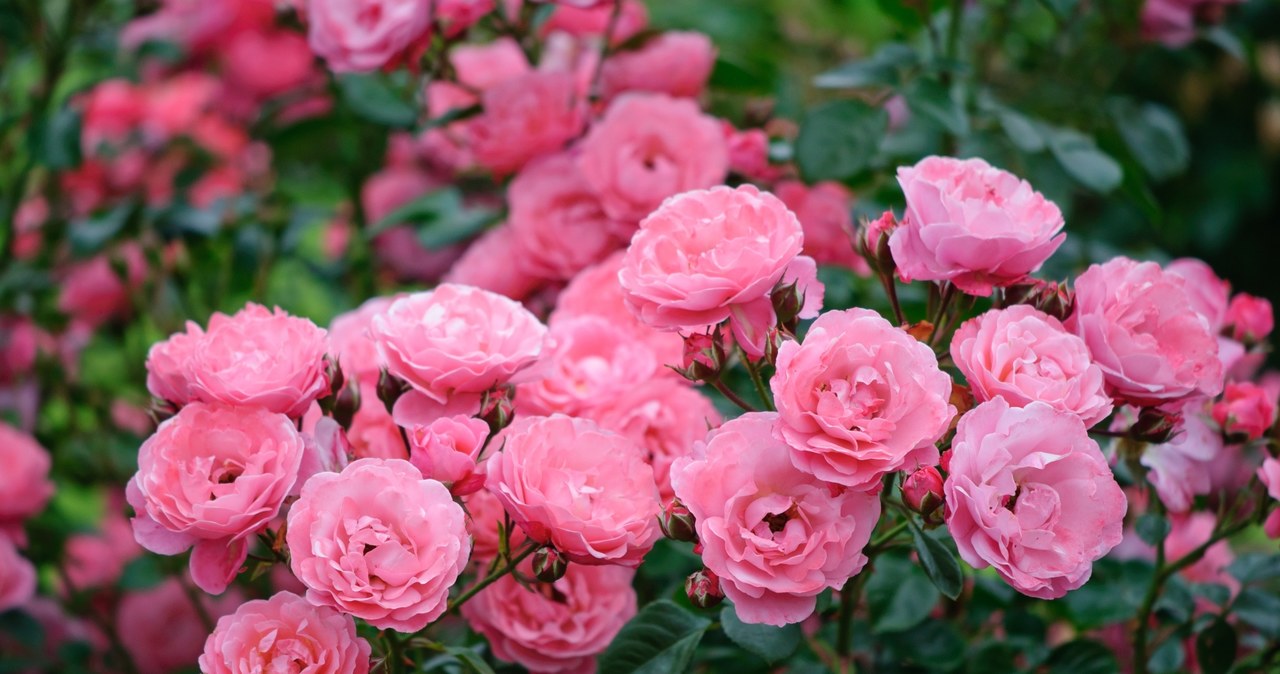 Roses should be cut after flowering