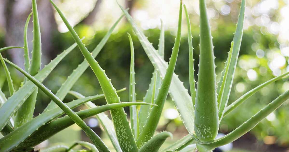 Aloe does not like too abundant watering /123RF /PICSEL