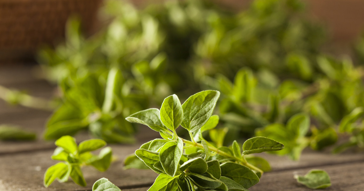 Oregano is one of the healthiest spices /123RF /PICSEL