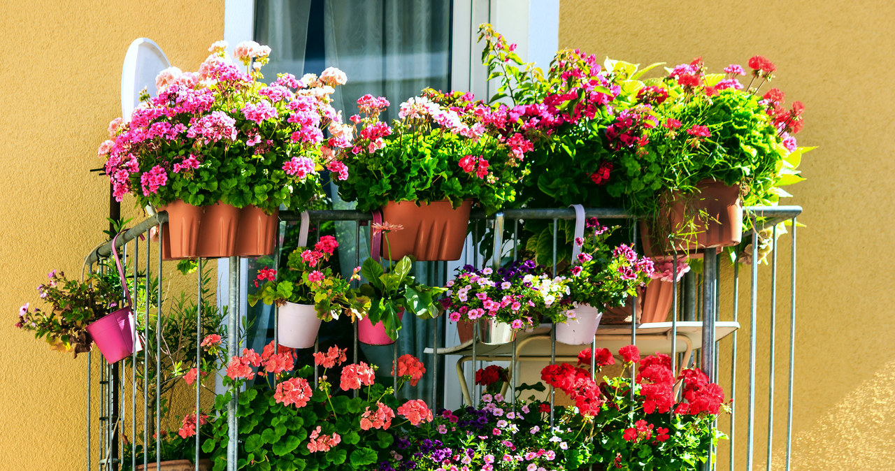 The sunflower will bloom beautifully on the western or southern balcony /123rf /Picsel