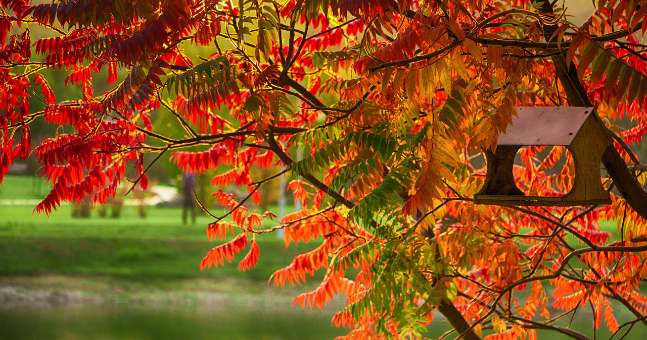 Sumaca leaves are green in summer and spring. In autumn they take beautiful deep colors /123RF /PICSEL