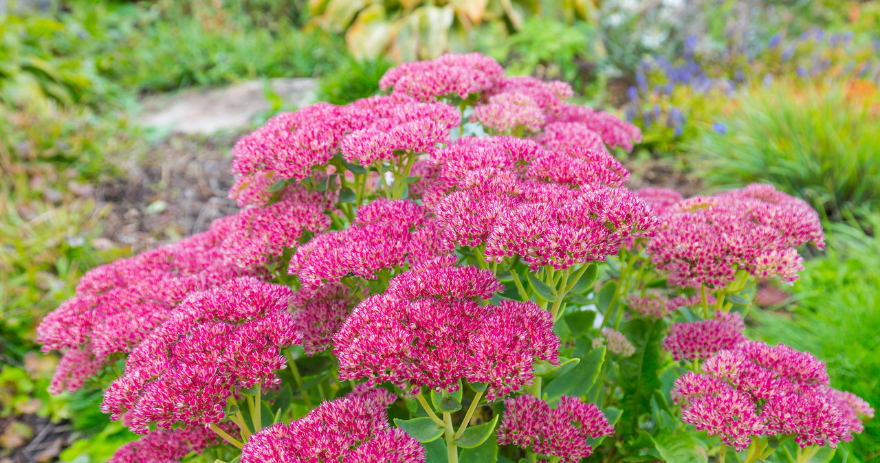 Species are not very demanding flowers. They will find themselves in almost all conditions /123RF /PICSEL