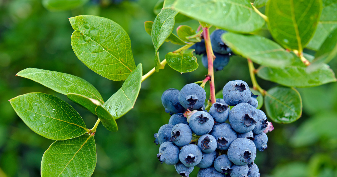 American blueberry growing in the right ground, will spend many fruits