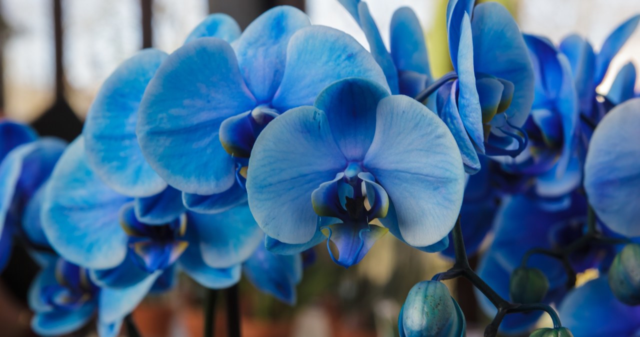 Battles in water with the addition of fertilizer will stimulate orchids for flowering /123RF /PICSEL