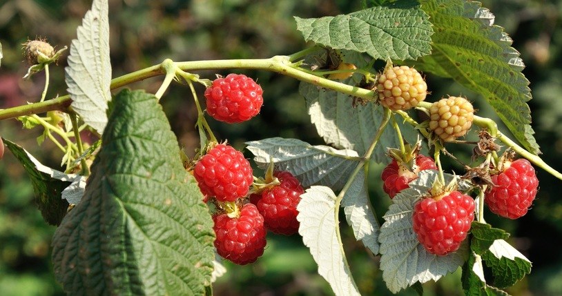 Homemade raspberry juice will work as an addition to tea /123RF /PICSEL