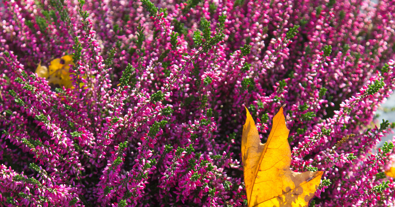 Heather are flowers that, according to folk superstitions, can bring happiness. /123RF/PICSEL