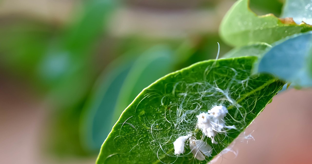 Wełnowce is insects covered with white, wax top -like secretions. They like to attack orchids. /123RF/PICSEL