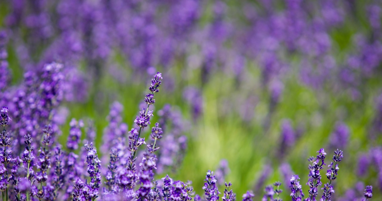 Correct lavender cutting will improve the habit and condition of the plant /123RF /PICSEL