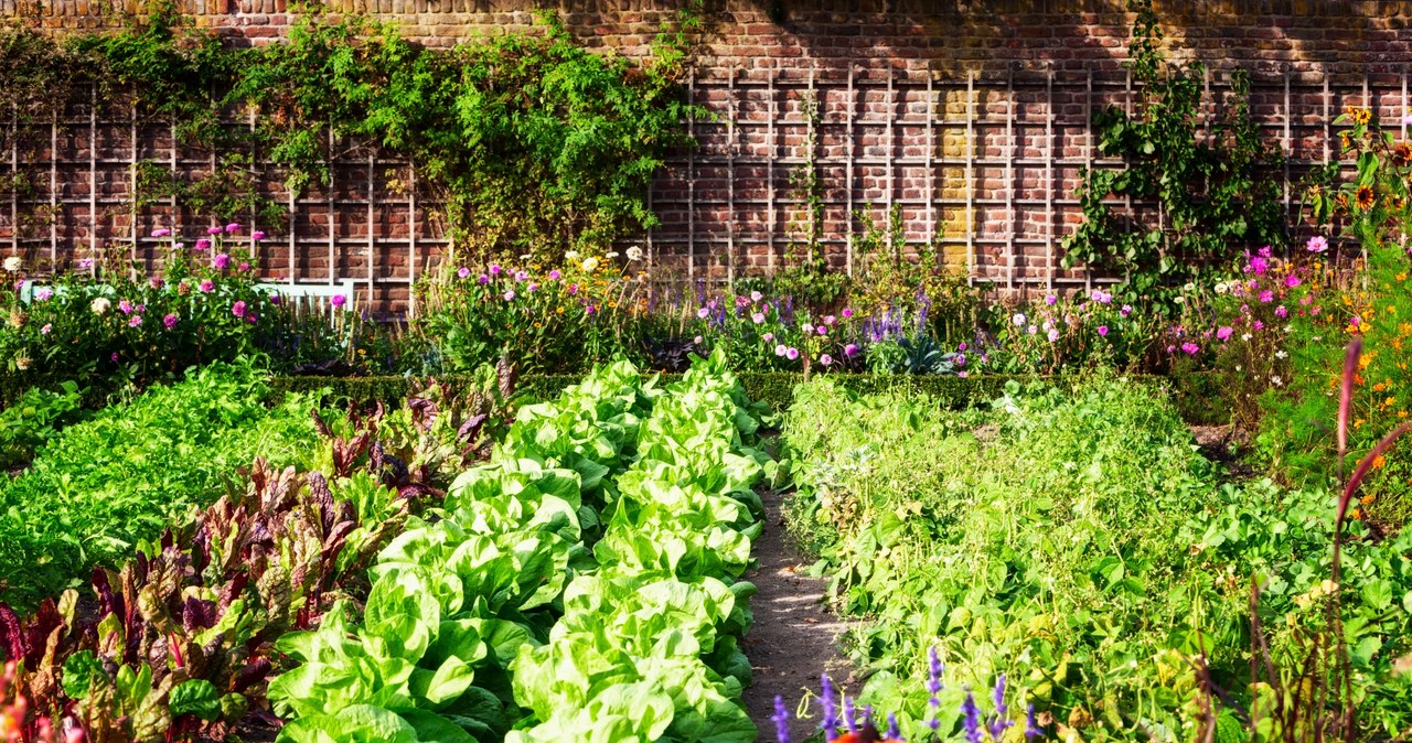 July is a good time to sow some vegetables /123rf /picsel
