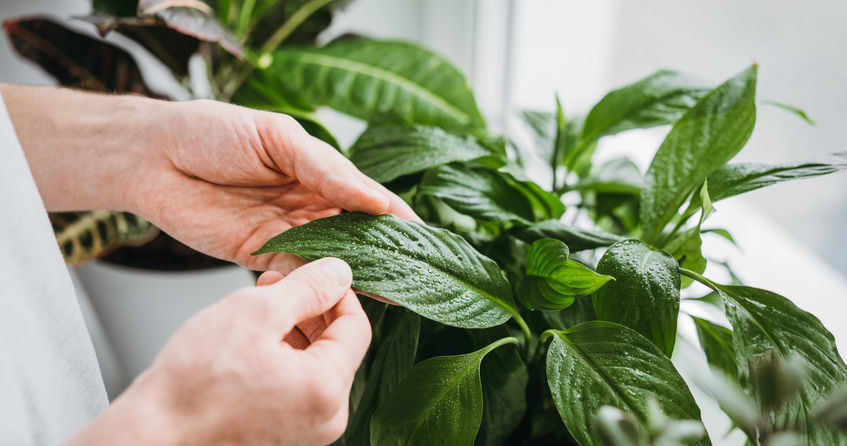 Remove all wooden leaves and stems. This will not only improve the appearance of plants, but also help them focus energy on regeneration. /123RF/PICSEL
