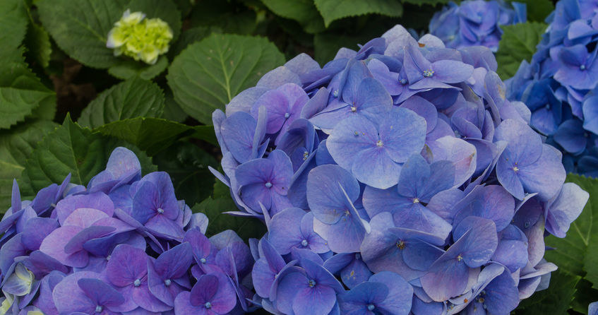Blue hydrangeas require sour soil /123RF /PICSEL