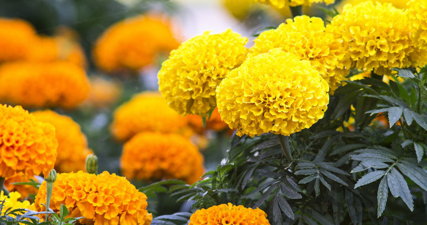 Velvet can occur in different varieties. /123RF/PICSEL