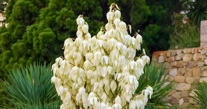It is worth supplying a garden juka with natural fertilizers /123RF /PICSEL