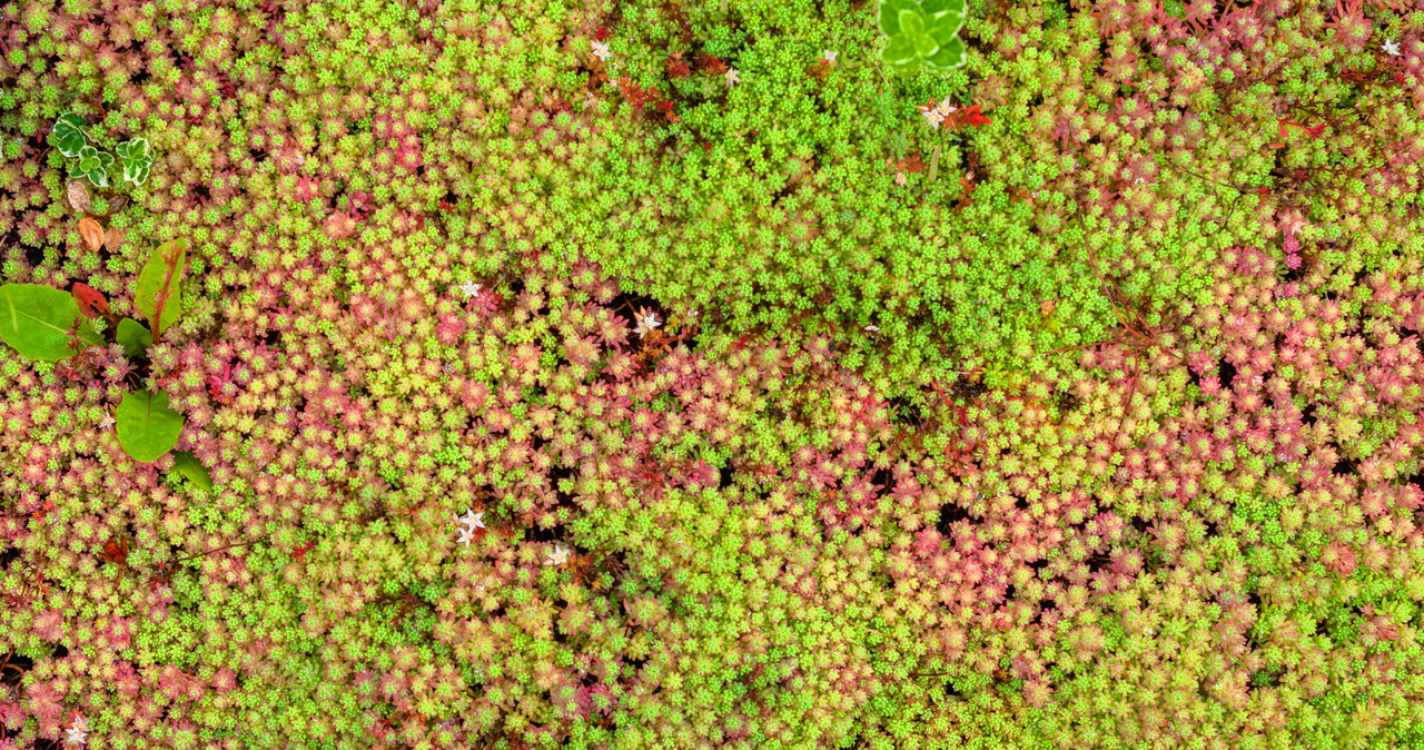 Extensions take such diverse forms that it is difficult to clearly describe the appearance of this plant /123RF /PICSEL