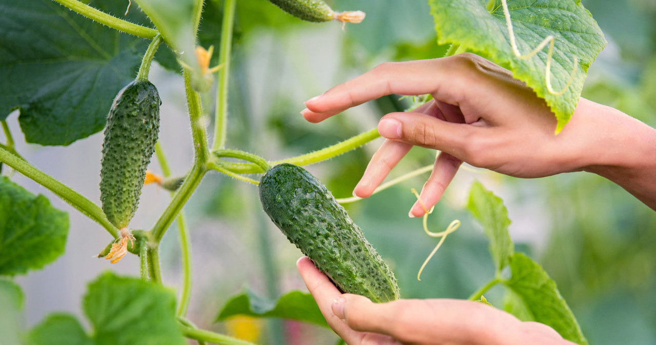 Correct watering cucumbers in the summer is not only a matter of water, but above all its quality, time of day and technology. /123RF/PICSEL