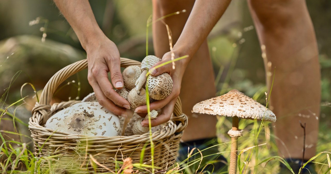 When collecting a chain, you should have 100 % certainty about the specimen, because these edible mushrooms are easy to confuse with a poisonous somromotnikgo toadstool.