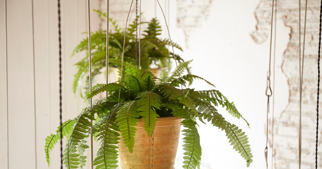 Fern are particularly sensitive to salinity
