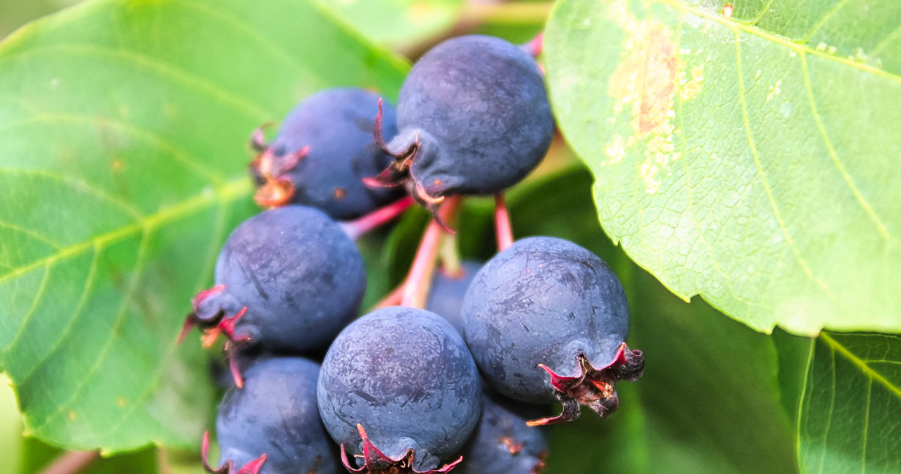 Świdośliwa has tasty and healthy fruit