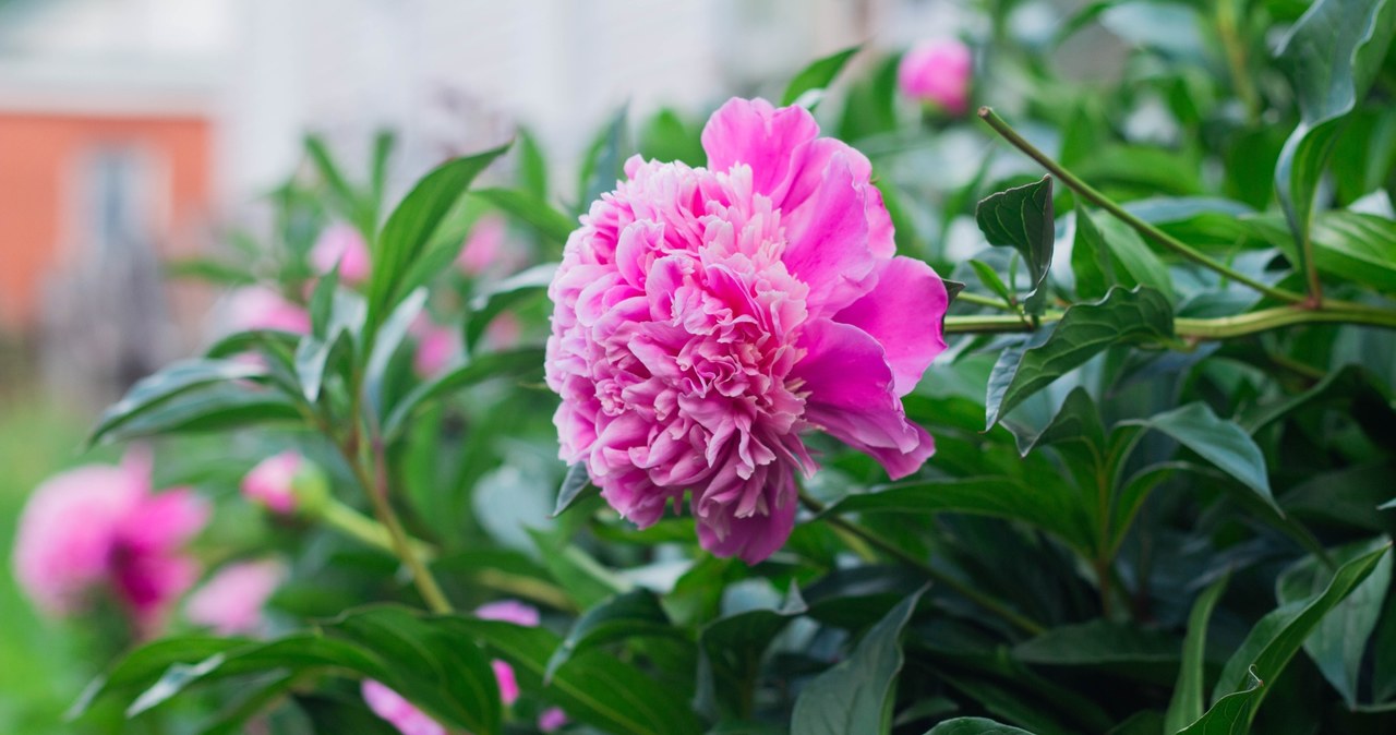 Peony reproduction is best done at the turn of August and September /123RF /PICSEL